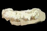 Oreodont (Merycoidodon) Partial Skull - Wyoming #145845-5